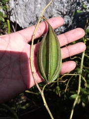 Eulophia calcarata image