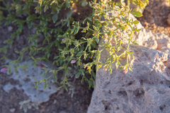 Fagonia chilensis