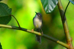 Prinia flaviventris
