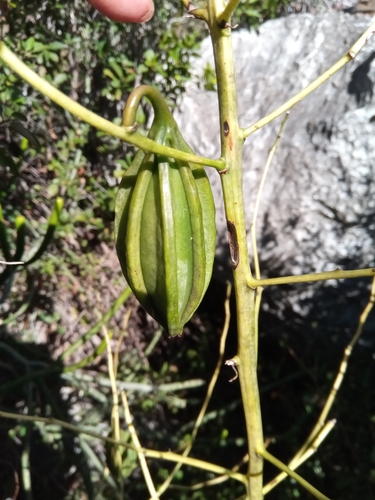Eulophia calcarata image