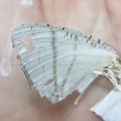 Urapteroides astheniata