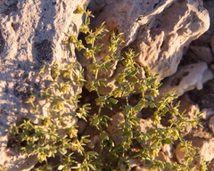 Fagonia chilensis