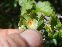 Puccinia caricina