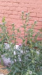 Cirsium vulgare