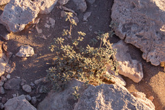 Tiquilia atacamensis