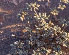 Tiquilia atacamensis