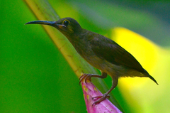 Arachnothera chrysogenys