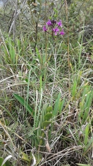 Epidendrum jamiesonis