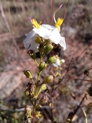 Rhaphispermum gerardioides
