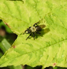 Laphria flavicollis