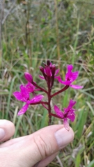 Epidendrum jamiesonis