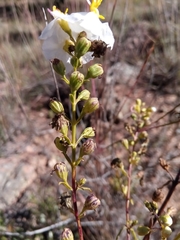Rhaphispermum gerardioides