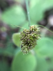 Carex subbracteata