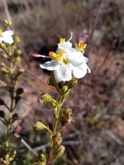 Rhaphispermum gerardioides