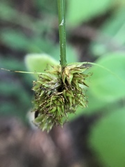 Carex subbracteata
