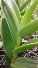 Epidendrum jamiesonis