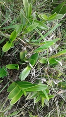 Epidendrum jamiesonis