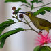 Yellow-eared Spiderhunter - Photo (c) Christian Schwarz, some rights reserved (CC BY-NC), uploaded by Christian Schwarz