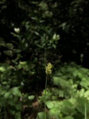Carex subbracteata