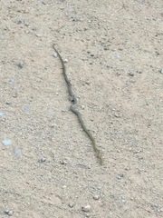 Senticolis triaspis intermedia