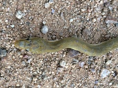 Senticolis triaspis intermedia