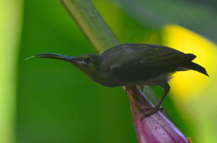 Arachnothera chrysogenys