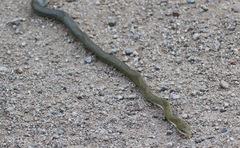 Senticolis triaspis intermedia