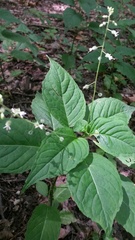 Circaea canadensis
