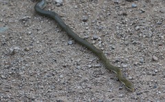 Senticolis triaspis intermedia