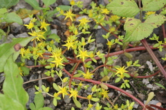 Sedum sarmentosum