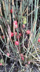 Ephedra americana
