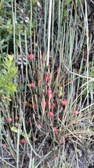 Ephedra americana