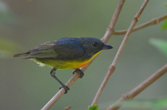 Yellow-Rumped Flowerpecker photo 3