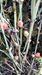 Ephedra americana