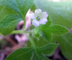 Nemophila parviflora