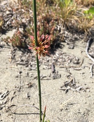 Juncus lesueurii