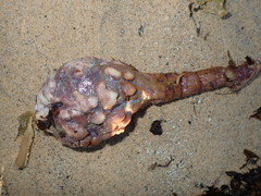 Pyura spinifera