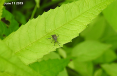 Eurystylus coelestialium