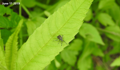 Eurystylus coelestialium