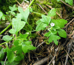 Nemophila parviflora