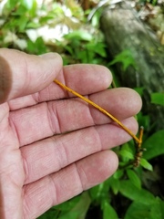 Aurantioporthe corni