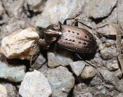 Agonum impressum