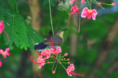 Leptocoma calcostetha