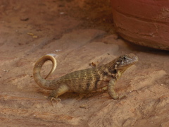 Leiocephalus carinatus