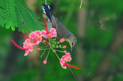 Leptocoma calcostetha
