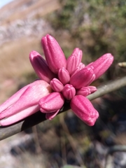 Adenia densiflora