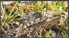 Phrynosoma