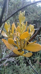 Dendrophthora clavata