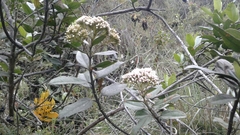 Dendrophthora clavata