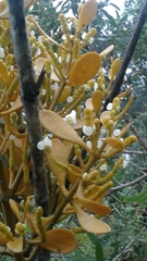 Dendrophthora clavata